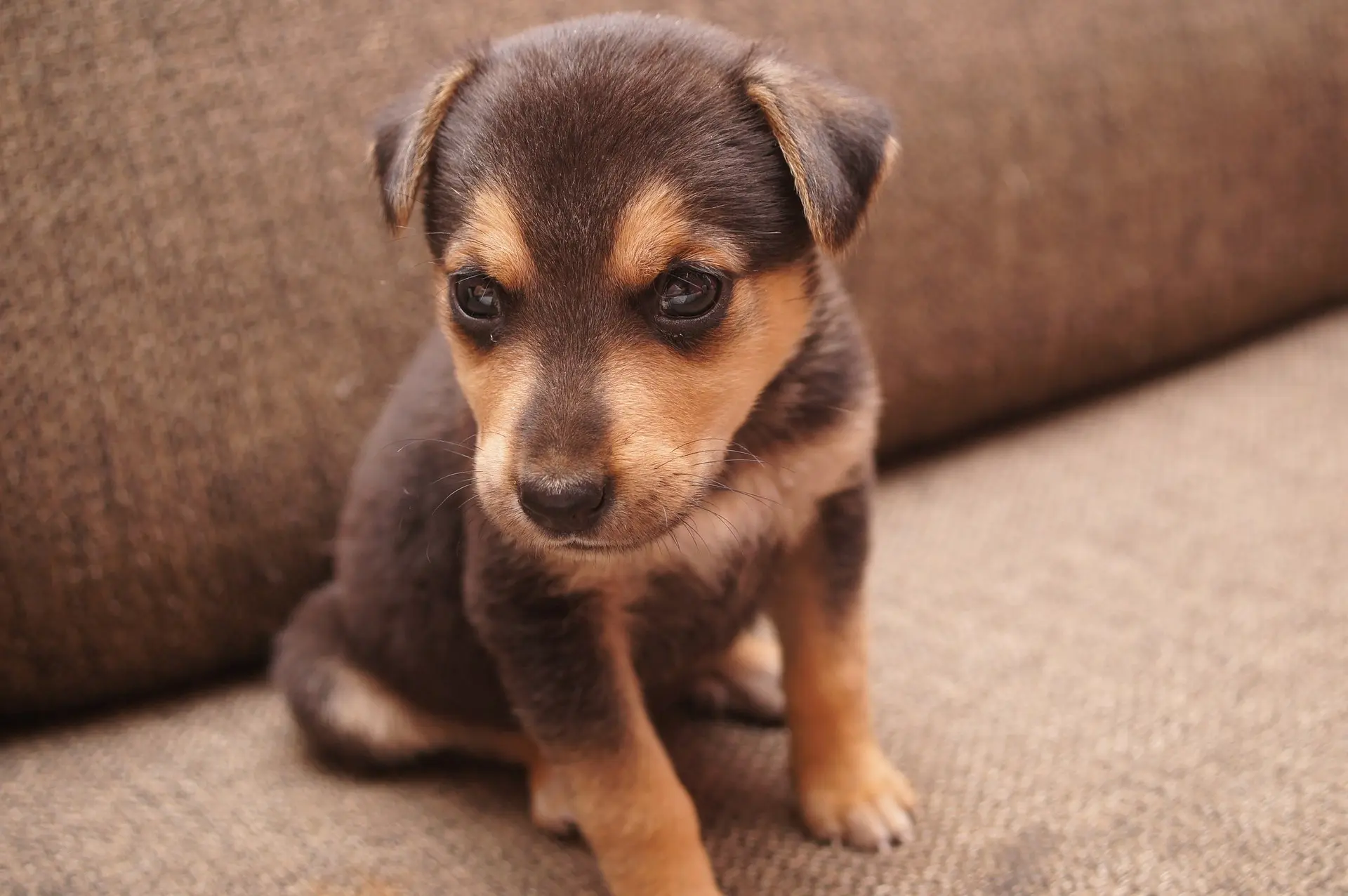 What Commands Can Help Stop Dogs from Biting